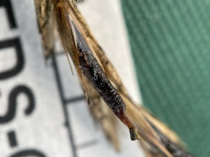  (Claviceps sp. purpurea-IN01 - FDS-CA-02425)  @11 [ ] by-nc (2024) Jaren Hockert Fungal Diversity Survey