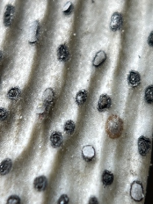  (Acremonium - FDS-CA-02424)  @11 [ ] by-nc (2024) Jaren Hockert Fungal Diversity Survey