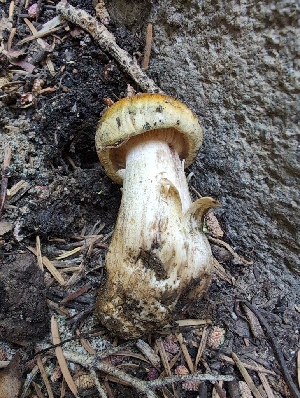  ( - FDS-CA-03893)  @11 [ ] by-nc (2024) Stu Pickell Fungal Diversity Survey