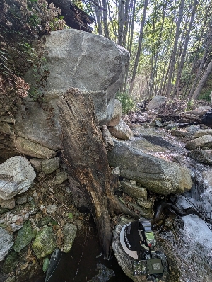  ( - FDS-CA-03895)  @11 [ ] by-nc (2024) Stu Pickell Fungal Diversity Survey