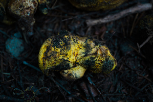  ( - FDS-CA-05395)  @11 [ ] by-nc (2024) Unspecified Fungal Diversity Survey