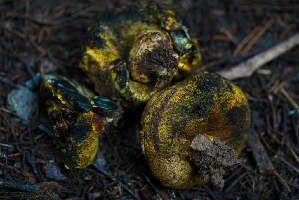  ( - FDS-CA-05395)  @11 [ ] by-nc (2024) Unspecified Fungal Diversity Survey