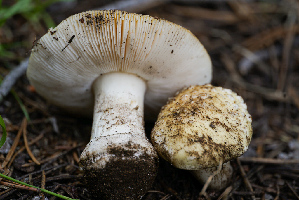  ( - FDS-CA-05482)  @11 [ ] by-nc (2024) Unspecified Fungal Diversity Survey