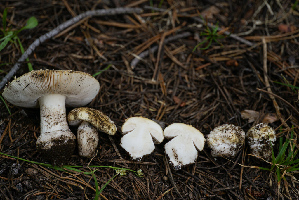  ( - FDS-CA-05482)  @11 [ ] by-nc (2024) Unspecified Fungal Diversity Survey