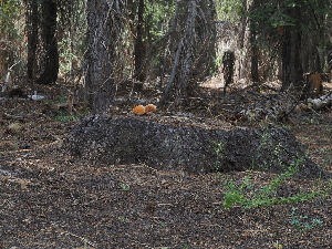  ( - FDS-CA-04784)  @11 [ ] by (2024) Justin Paulin Fungal Diversity Survey