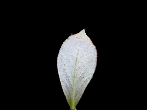  ( - FDS-CA-04786)  @11 [ ] by (2024) Justin Paulin Fungal Diversity Survey