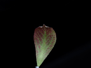  ( - FDS-CA-04786)  @11 [ ] by (2024) Justin Paulin Fungal Diversity Survey