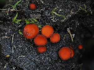  ( - FDS-CA-04789)  @11 [ ] by (2024) Justin Paulin Fungal Diversity Survey