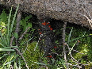  ( - FDS-CA-04789)  @11 [ ] by (2024) Justin Paulin Fungal Diversity Survey