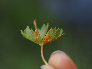  ( - FDS-CA-04995)  @11 [ ] by (2024) Justin Paulin Fungal Diversity Survey