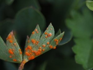  ( - FDS-CA-04995)  @11 [ ] by (2024) Justin Paulin Fungal Diversity Survey