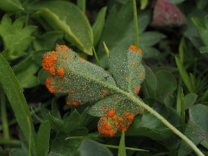  ( - FDS-CA-04995)  @11 [ ] by (2024) Justin Paulin Fungal Diversity Survey