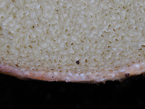  (Rhizopogon sordidus - FDS-CA-04997)  @11 [ ] by (2024) Justin Paulin Fungal Diversity Survey
