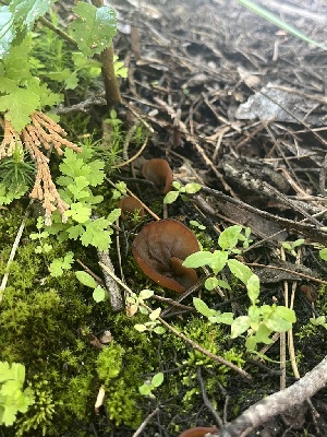  ( - FDS-CA-04826)  @11 [ ] by-nc (2024) Dean Lyons Fungal Diversity Survey