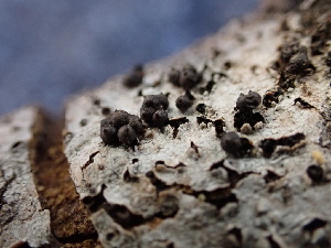  ( - FDS-CA-02435)  @11 [ ] by-nc (2024) Jaren Hockert Fungal Diversity Survey