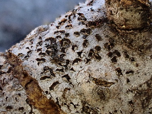  ( - FDS-CA-02435)  @11 [ ] by-nc (2024) Jaren Hockert Fungal Diversity Survey