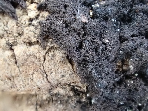  ( - FDS-CA-02429)  @11 [ ] by-nc (2024) Jaren Hockert Fungal Diversity Survey
