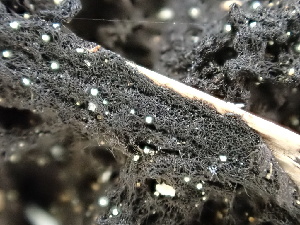  ( - FDS-CA-02429)  @11 [ ] by-nc (2024) Jaren Hockert Fungal Diversity Survey