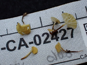  (Naiadolina - FDS-CA-02427)  @11 [ ] by-nc (2024) Jaren Hockert Fungal Diversity Survey