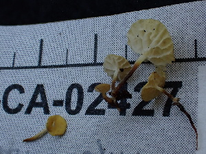  ( - FDS-CA-02427)  @11 [ ] by-nc (2024) Jaren Hockert Fungal Diversity Survey