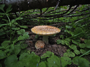  ( - FDS-CA-05930)  @11 [ ] by-nc (2024) Fresno Mycology Society Fungal Diversity Survey