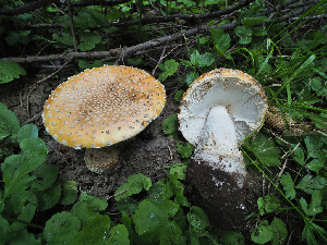  ( - FDS-CA-05930)  @11 [ ] by-nc (2024) Fresno Mycology Society Fungal Diversity Survey