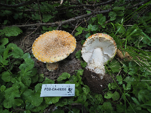  ( - FDS-CA-05930)  @11 [ ] by-nc (2024) Fresno Mycology Society Fungal Diversity Survey