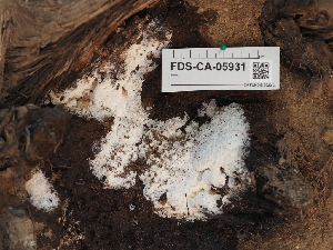  ( - FDS-CA-05931)  @11 [ ] by-nc (2024) Fresno Mycology Society Fungal Diversity Survey