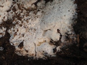  ( - FDS-CA-05931)  @11 [ ] by-nc (2024) Fresno Mycology Society Fungal Diversity Survey