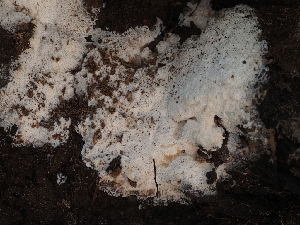  ( - FDS-CA-05931)  @11 [ ] by-nc (2024) Fresno Mycology Society Fungal Diversity Survey