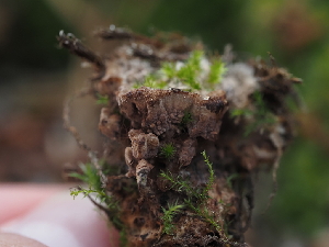  ( - FDS-CA-05932)  @11 [ ] by-nc (2024) Fresno Mycology Society Fungal Diversity Survey