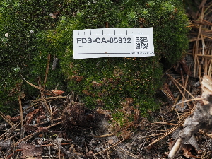  ( - FDS-CA-05932)  @11 [ ] by-nc (2024) Fresno Mycology Society Fungal Diversity Survey