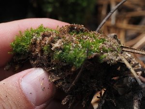  ( - FDS-CA-05932)  @11 [ ] by-nc (2024) Fresno Mycology Society Fungal Diversity Survey