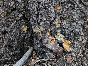  ( - FDS-CA-05939)  @11 [ ] by-nc (2024) Fresno Mycology Society Fungal Diversity Survey
