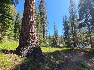  ( - FDS-CA-05939)  @11 [ ] by-nc (2024) Fresno Mycology Society Fungal Diversity Survey