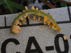  (Melampsorella - FDS-CA-02439)  @11 [ ] by-nc (2024) Jaren Hockert Fungal Diversity Survey