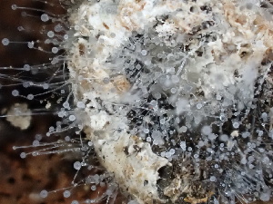  (Mucor sp. CA01 - FDS-CA-02437)  @11 [ ] by-nc (2024) Jaren Hockert Fungal Diversity Survey