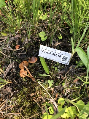  ( - FDS-CA-05010)  @11 [ ] by (2024) Justin Paulin Fungal Diversity Survey