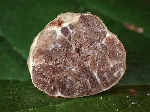  (Tuber pacificum - FDS-CA-05150)  @11 [ ] by (2024) Mandy Hackney Fungal Diversity Survey