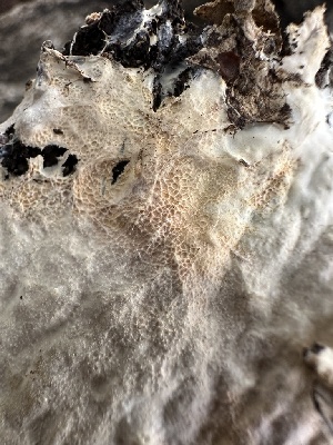  ( - HAY-F-006772)  @11 [ ] c (2023) Rudy Diaz Fungal Diversity Survey