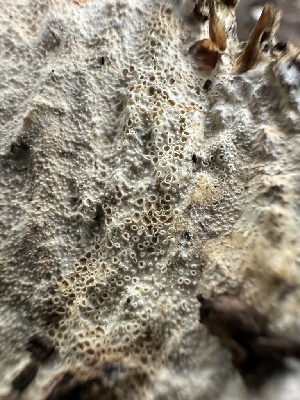  ( - HAY-F-006772)  @11 [ ] c (2023) Rudy Diaz Fungal Diversity Survey