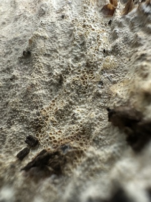  ( - HAY-F-006772)  @11 [ ] c (2023) Rudy Diaz Fungal Diversity Survey