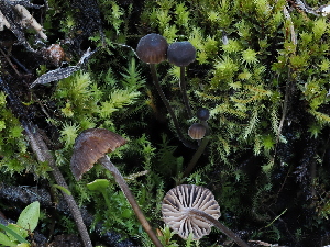  (Phloeomana sp. CA06 - FDS-CA-05002)  @11 [ ] by (2024) Justin Paulin Fungal Diversity Survey