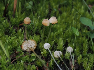  ( - FDS-CA-05003)  @11 [ ] by (2024) Justin Paulin Fungal Diversity Survey