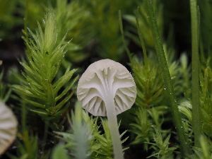  ( - FDS-CA-05003)  @11 [ ] by (2024) Justin Paulin Fungal Diversity Survey