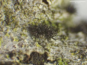  ( - FDS-CA-04935)  @11 [ ] c (2024) Rudy Diaz Fungal Diversity Survey