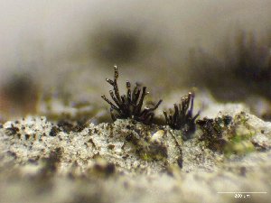  (Helminthosporium sp. CA01 - FDS-CA-04935)  @11 [ ] c (2024) Rudy Diaz Fungal Diversity Survey