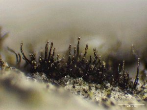  ( - FDS-CA-04935)  @11 [ ] c (2024) Rudy Diaz Fungal Diversity Survey