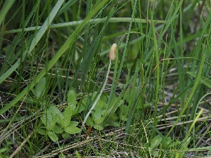  ( - FDS-CA-05007)  @11 [ ] by (2024) Justin Paulin Fungal Diversity Survey