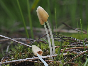  ( - FDS-CA-05007)  @11 [ ] by (2024) Justin Paulin Fungal Diversity Survey